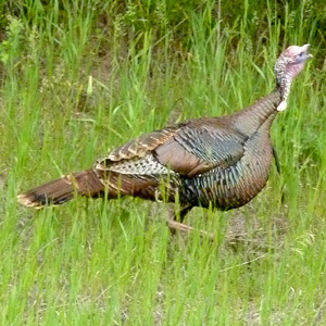 a while turkey walking along in the grass