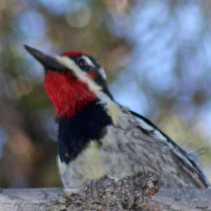 Red-naped sapsucker looking up