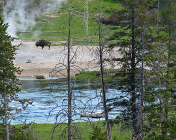 A bison stands, contemplating a steaming geothermal feature