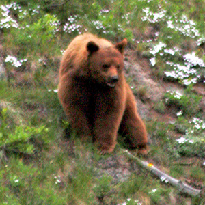 Huge bear on hillside among white flowers