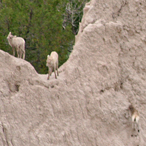 young bighorn sheep on a very steep ridge in the Badlands