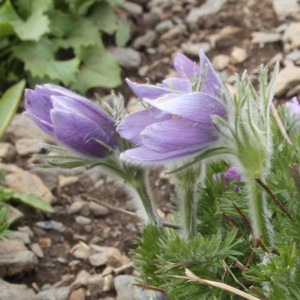 Pasque flower (Amemone patens) 白頭翁  Photo: On the Untersberg mountain near Salzburg, Austria (拍攝地點: 奧地利－Alps阿爾卑斯山區）  Bloom time: March to June (開花時間: 3-6月) Bloom description: Calyx with 6 purple or white lobes, white hairs (6片紫或白色花瓣，白鬚)  Sun: Full sun (全日照) Height: 0.05-0.4 m (高度:0.05-0.4米)