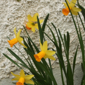 Daffodil水仙 (Netherlands荷蘭）