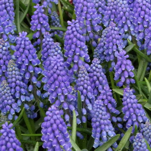 Grape Hyacinth (Muscari) 串鈴花