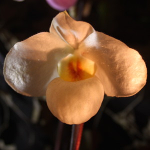 Paphiopedilum仙履蘭