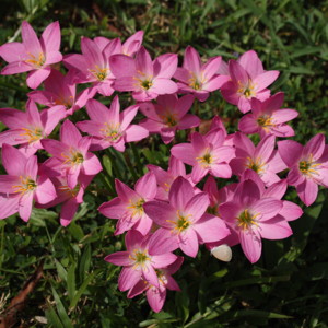 Zephyr lily (Zephyranthes grandiflora) 韭蓮