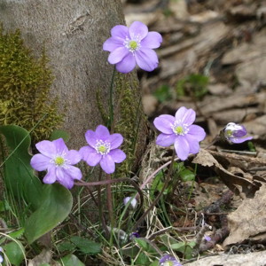 Liverleaf (Hepatica nobilis) 肝臟葉 - Switzerland 瑞士