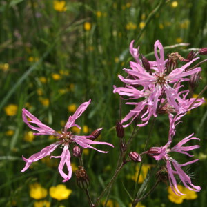 Ragged Robin (Lychnis flos-cuculi) 知更草 -Switzerland瑞士