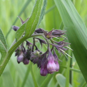 Comfrey (Symphytum officinale)紫草 -Romania羅馬尼亞