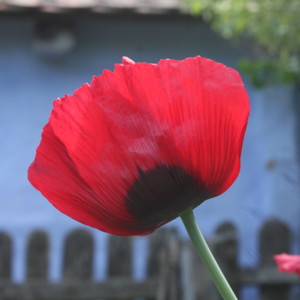 Poppy (Papaver) 罌粟花 - Romania羅馬尼亞