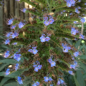 Bugloss (Echium vulgare) 牛舌草 - Spain西班牙