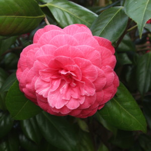 Camellia (Camellia japonica) 山茶花 - Taiwan台灣