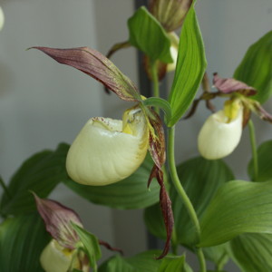 Cypripedium杓蘭-Kentuckiense