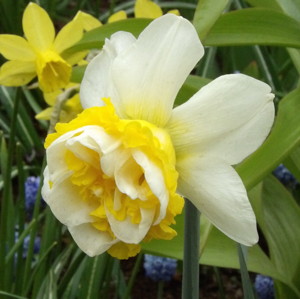 Daffodil水仙 (Netherlands荷蘭）