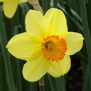 Daffodil水仙 (Netherlands荷蘭）