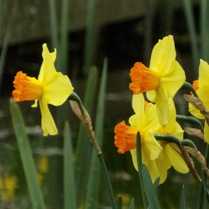 Daffodil水仙 (Netherlands荷蘭）