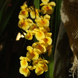 Dendrobium 石斛蘭