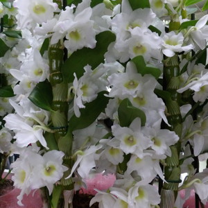Dendrobium 石斛蘭