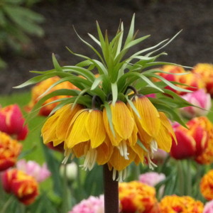 Crown imperial (Fritillary imperialis) 貝母花- Netherlands荷蘭