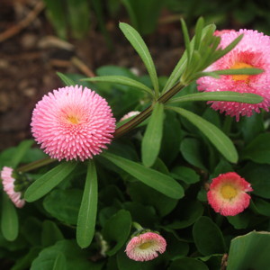 Tasso Series (Bellis perennis) 延命菊 - Netherlands 荷蘭