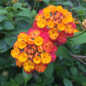 Wild-sage (Lantana camara 'Radiation') 馬櫻丹 Native Range: Central America, South America (原產地在中、南美洲) Bloom time: Late spring to fall (開花時間在晚春至秋季) Bloom description: Orange and red (橘/紅色) Sun: Full sun (全日照) Height: 3 to 6 feet (植株高度在3至6英尺)