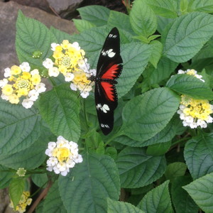 Wild-sage (Lantana camara) 馬櫻丹 Native Range: Central America, South America (原產地在中、南美洲) Bloom time: Late spring to fall (開花時間在晚春至秋季) Bloom description: yellow/white (黃/白色) Sun: Full sun (全日照) Height: 3 to 6 feet (植株高度在3至6英尺)