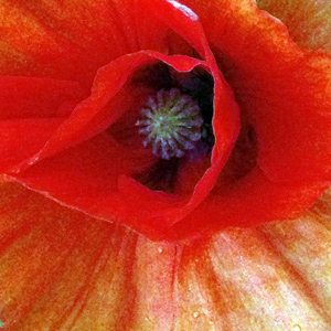 Tulip in the Missouri Botanical Garden