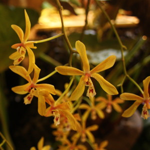 Phalaenopsis蝴蝶蘭- 