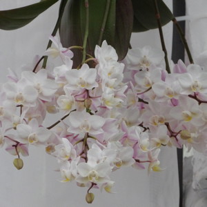Phalaenopsis蝴蝶蘭-