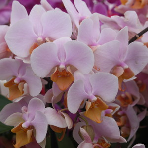 Phalaenopsis蝴蝶蘭