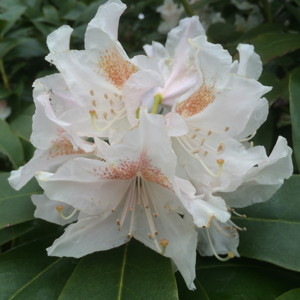 Rhododendron 杜鵑花 - Netherlands 荷蘭