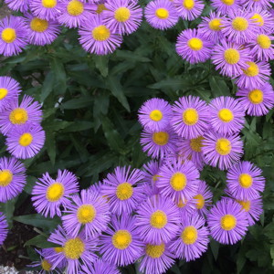 Daisy Fleabane (Erigeron strigosus) 一年蓮 - 野生紫宛  Bloom time: Late spring to mid-summer(開花時間從晚春至中夏) Bloom description: Purple or white (紫或白花) Sun: Full sun (全日照) Height: 1 to 3 feet. (植株高度在1至3英尺)