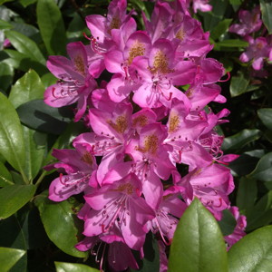 Rhododendron 杜鵑花 - Denmark 丹麥