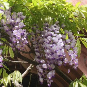 Wisteria紫藤花 (France法國）