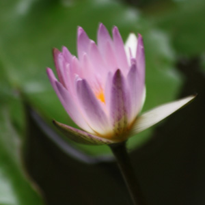 Light Pink Water Lily 淡粉睡蓮