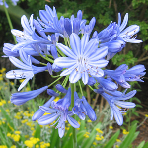 African lily (Agapanthus africanus) 紫穗蘭  Native Range: South Africa (原產地在南非) Bloom time: June to July (開花時間: 6至7月) Bloom description: Blue, white (藍白花卉) Sun: Full sun to part shade (全日照到部份蔭涼) Height: 1.5 to 2 feet 植株高度在1.5至2英尺