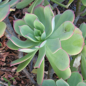 Aeonium 蓮花掌 (Monaco摩納哥）