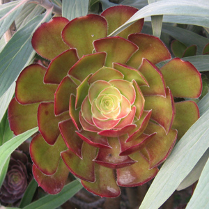 Aeonium 蓮花掌 (Monaco摩納哥）