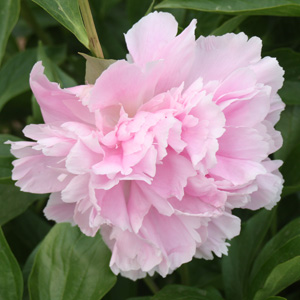 Peony (Paeonia) 牡丹花 (Chengde, Chian中國承德）