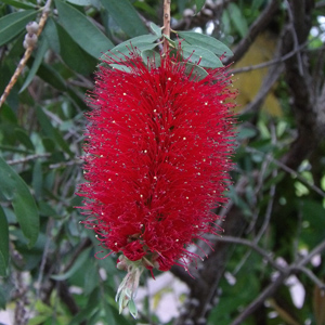 Bottlebrush (Callistemon phoemiceus) 紅千層-Monaco摩納哥