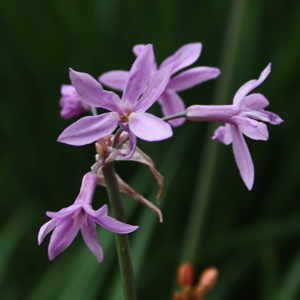 Sweet wild garlic (Tulbaghia simmleri) 紫嬌花
