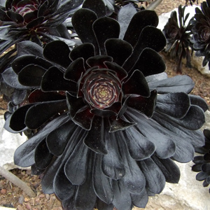 Aeonium 蓮花掌 (Monaco摩納哥）