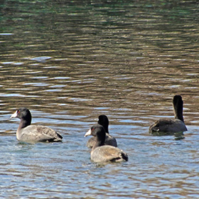 Coots look odd with their bright red eyes