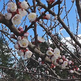 Apricot Blossoms