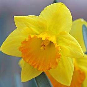 Daffodil in the backyard of Bisharat, our home in Springfield