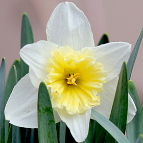 Daffodil in the backyard of Bisharat, our home in Springfield