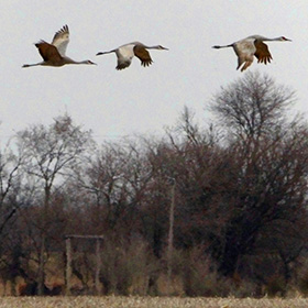 Sandhill cranes flying over the Nebraska fields