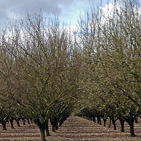 Hazelnut Orchard near Dayton, Oregon
