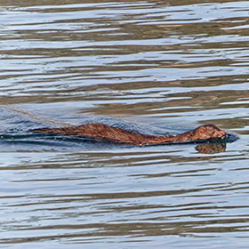 A creacher swimming in the water, possibly an otter.