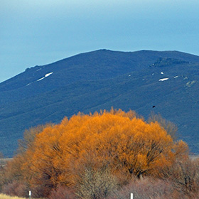 Tree looks orange because it is March and the buds are about to break